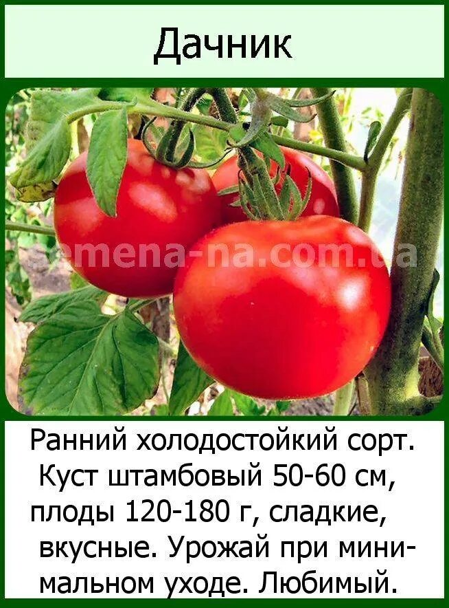 Томат дачник фото описание. Томат дачник фото описание