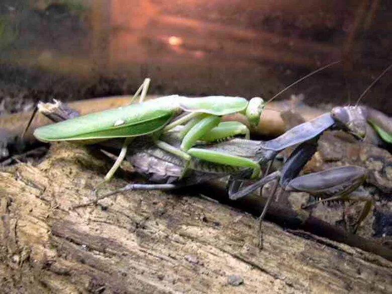 Самка богомола спаривание. Спаривание Богомолов. Богомол спаривание. Hierodula patellifera. Самка съедающая самца после спаривания