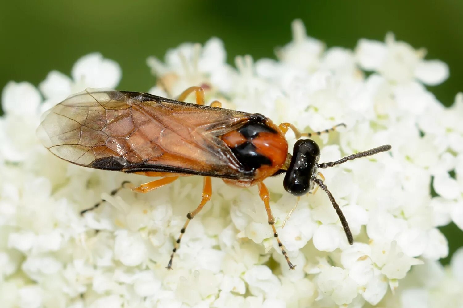 Рапсовый пилильщик гусеница. Athalia rosae личинка. Вредители рапса. Athalia rosae гусеница. Рапсовый пилильщик.
