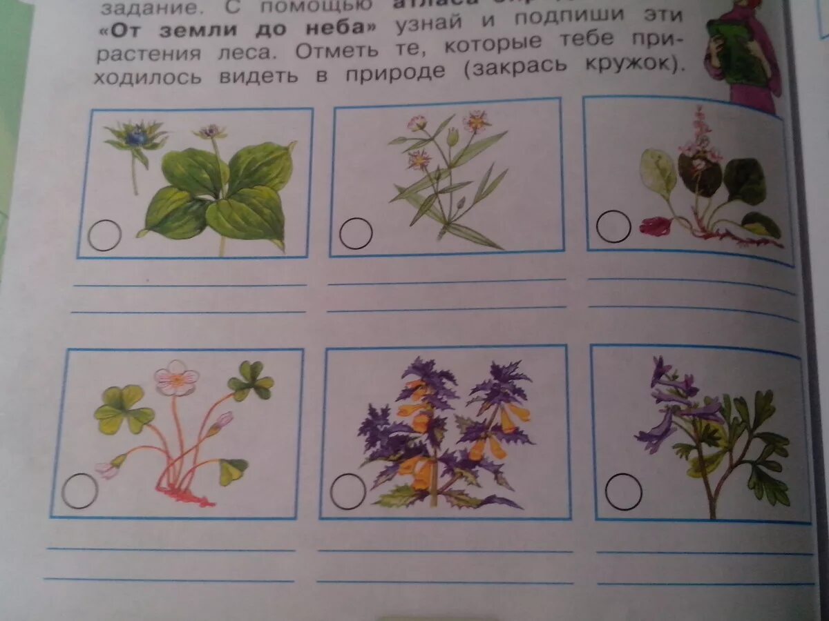 Текст если вы будете внимательно рассматривать цветы. Запиши названия растений. Подпиши названия растений. Подпишите названия растений. Подписать названия растений.