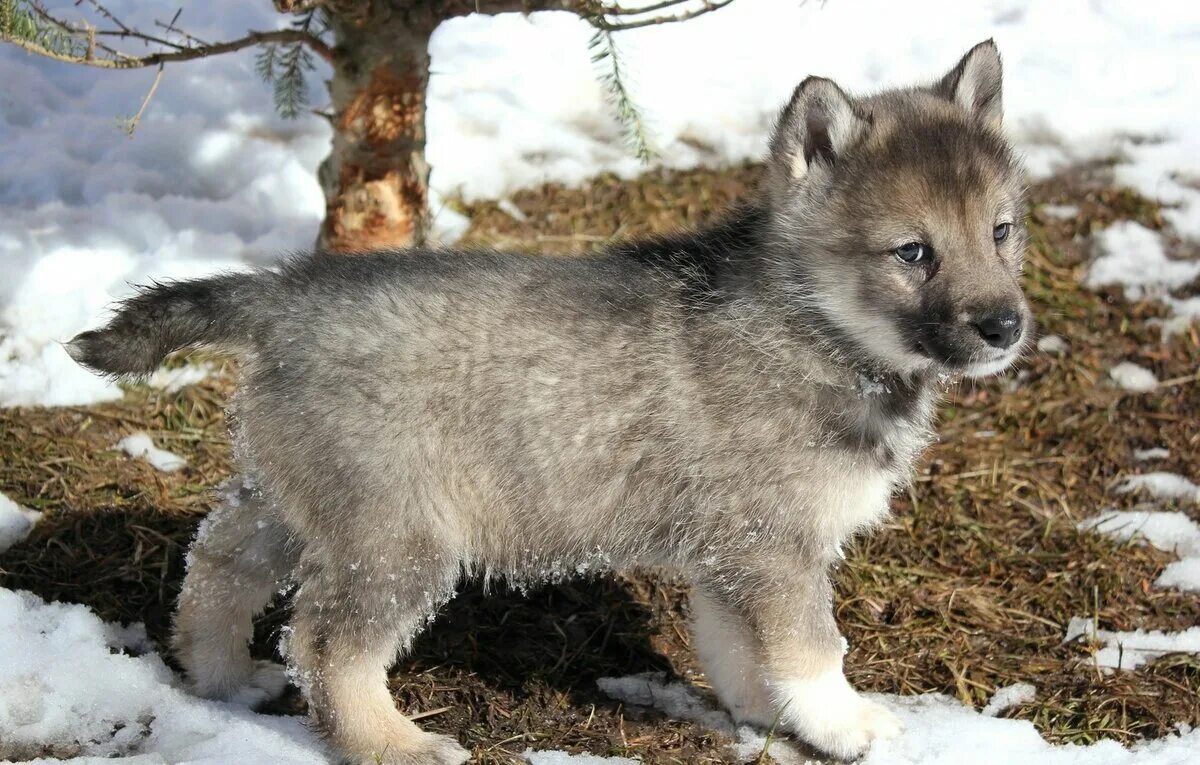 западносибирская лайка волкособ. помесь лайки и волка. волкособ с лайкой. метис хаски и волка. волкособ порода волэнд.