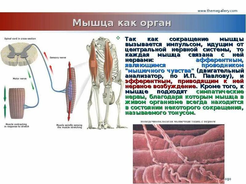 Мышечный анализатор строение. Мышечное чувство строение. Мышечный анализатор функции. Функции органа мышечное чувство. Центр мышечного чувства