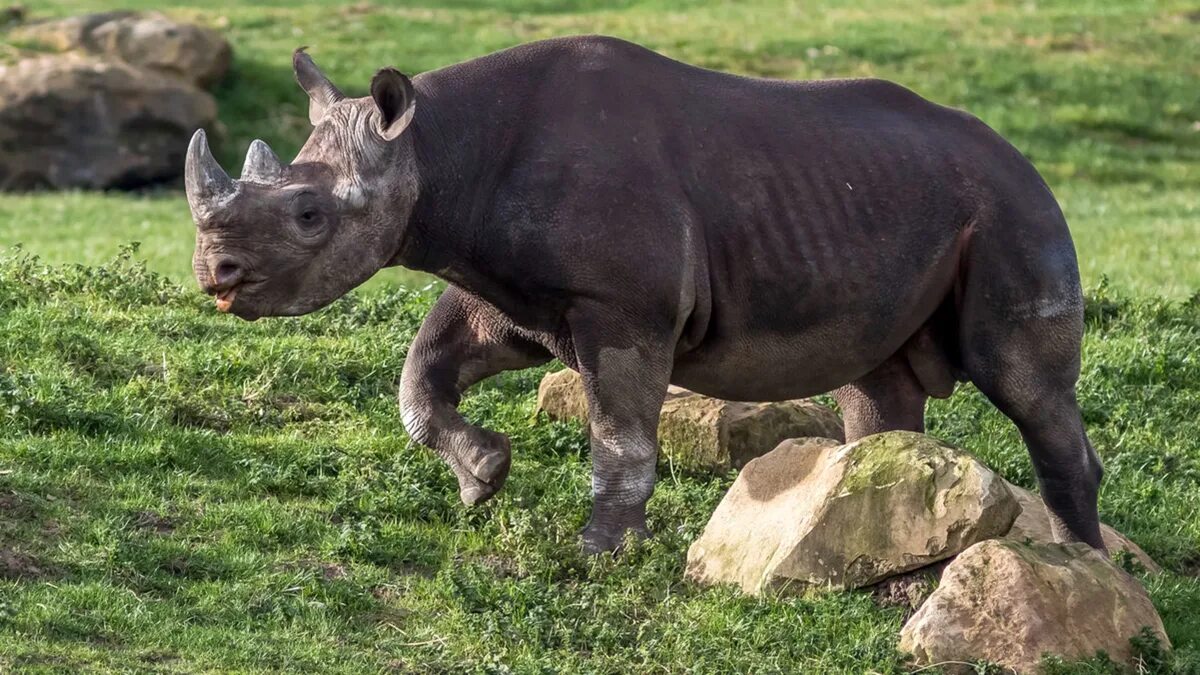 Datei:Ceratotherium simum pair Sabi Sand.jpg - Wikipedia