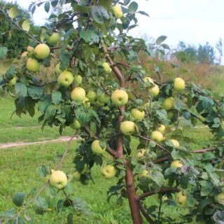 Обычная яблоня