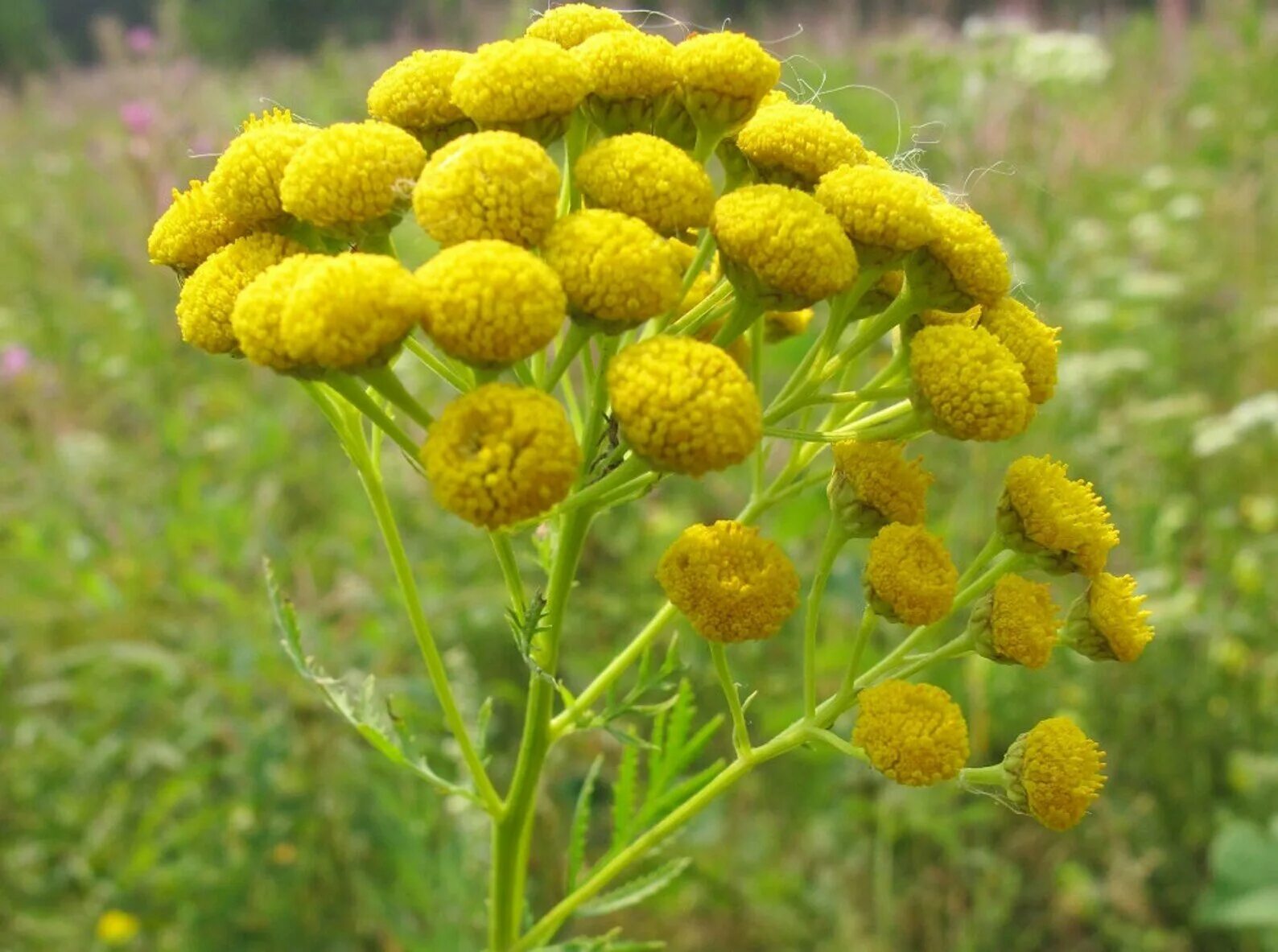 Пижма обыкновенная (Tanacetum vulgare). Пижма соцветие. Пижма Сибирская. Tansy (пижма).