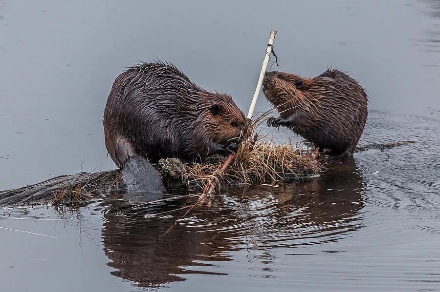 речной бобр керженский заповедник. капибары размножаются. бобр ондатра водяная крыса выдра. бобр смешной. зазападносибирский речной бобр.