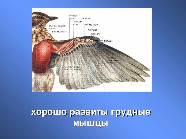 Особенности скелета и мускулатуры птиц. Мышечная система птиц. Мышечное строение птицы. Мускулатура птиц. Грудные мышцы птиц.