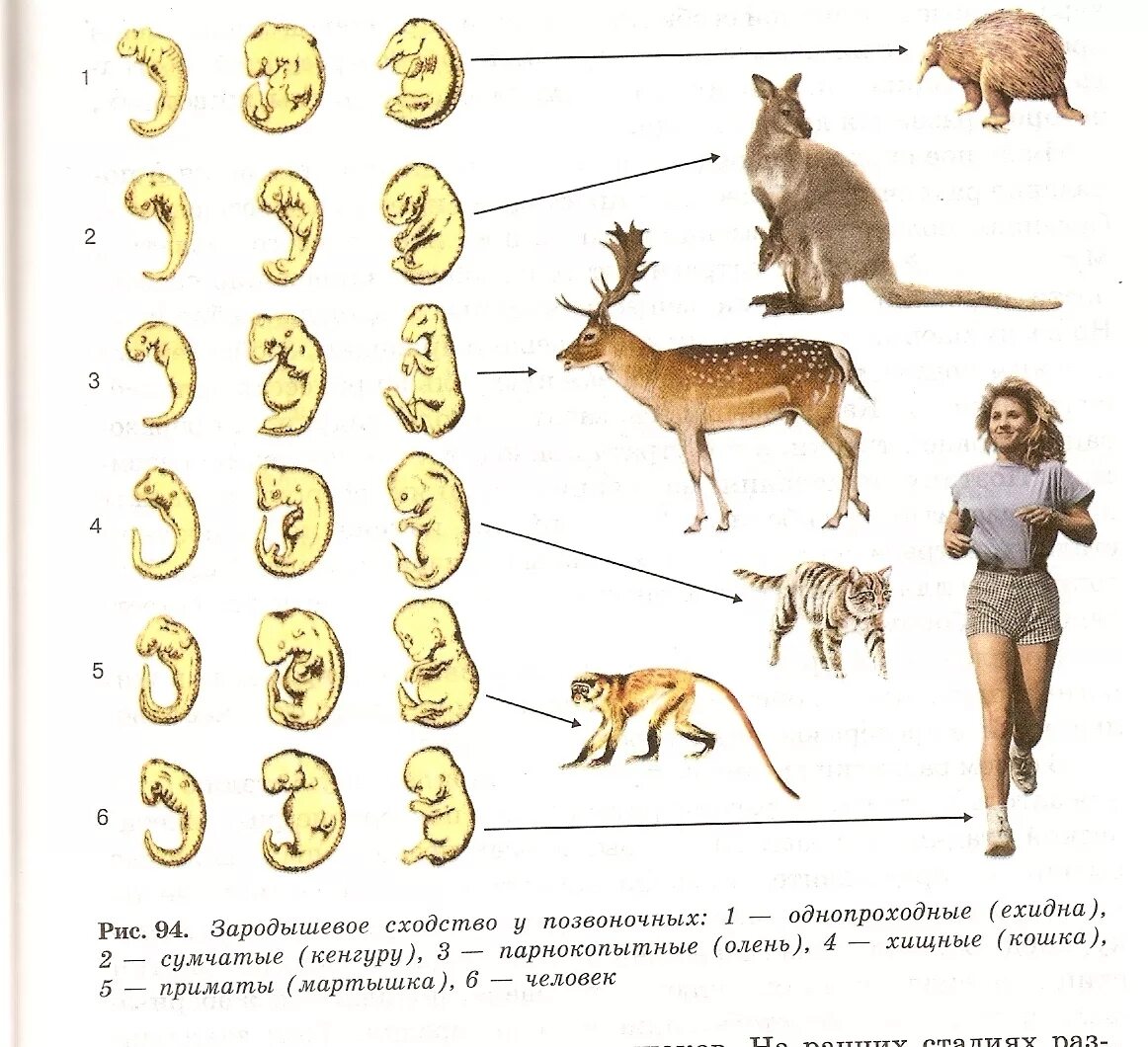 На каких стадиях развития онтогенеза и филогенеза. Стадии зародышевого развития животных. Стадии развития зародыша позвоночных животных. Стадии зародышевого развития млекопитающих. Онтогенез млекопитающих схема.