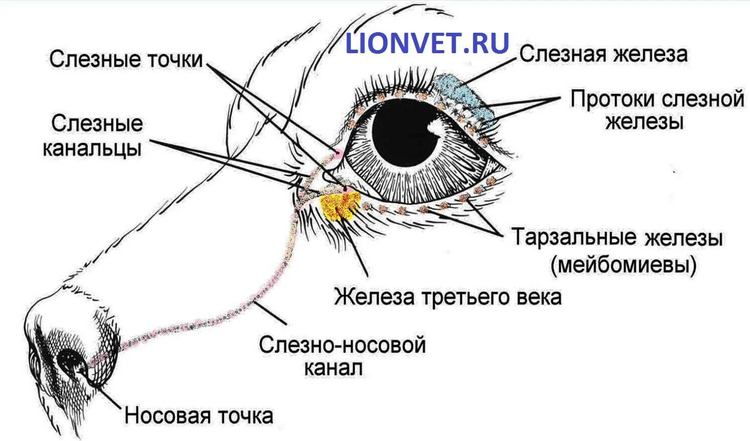 Строение слезных каналов у собак. Строение глаза слезная железа. Слезная железа у собаки анатомия. Строение слезной железы анатомия.