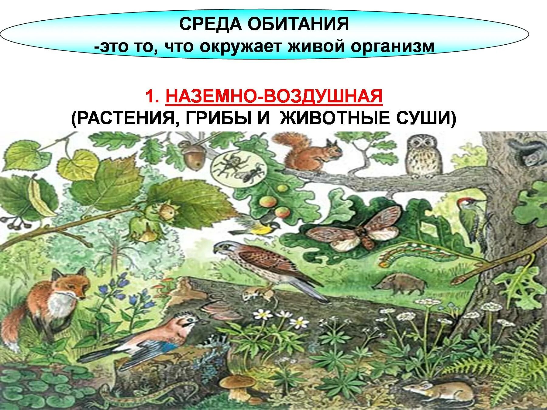 Совместное обитание живых организмов в природном сообществе. Живые организмы наземно воздушной среды. Наземно-воздушная среда обитания. Наземная среда обитания. Над земно – воздушная среда обитания.