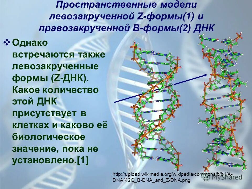 Уровни пространственной организации днк. Пространственная модель молекулы днк. Двойная спираль днк. Левозакрученная спираль. Пространственная структура днк крик уотсон.