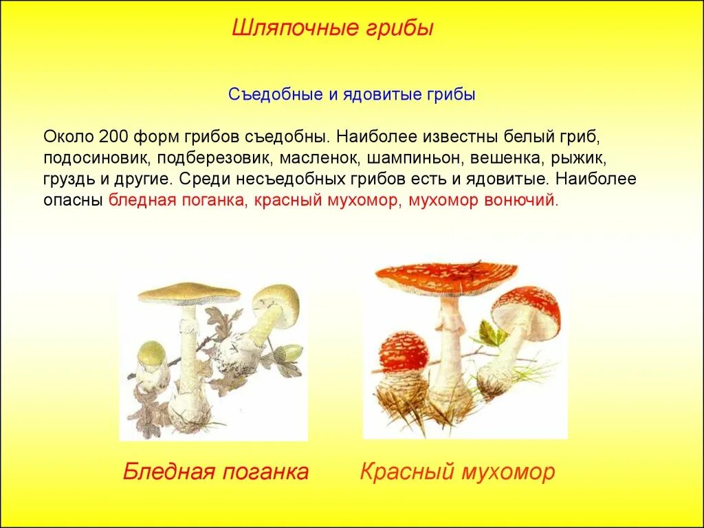 Ядовитые шляпочные грибы. Шляпочные грибы съедобные и ядовитые. Шляпочные грибы ядовитые грибы. Несъедобные Шляпочные грибы 5.