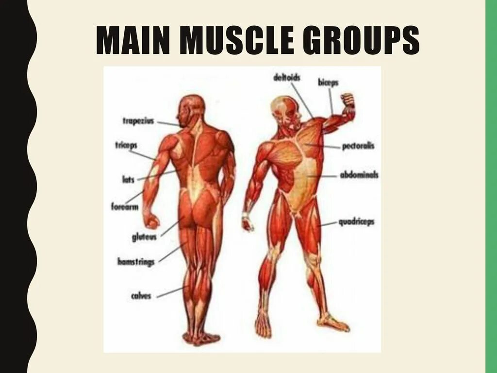 Предплечье окружающий мир 4 класс. Мышцы человека. Основные группы мышц. Мышцы всего тела. Мышцы человека схема.