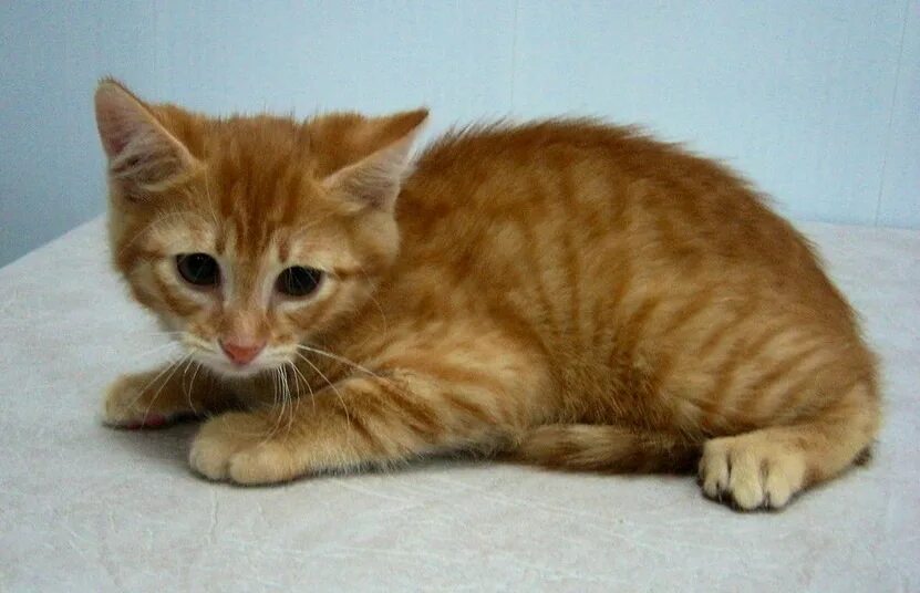 Рыжий кот с рыжими глазами. Рыжий котенок 8 месяцев. Беспородный рыжий кот. Рыже белый котенок. Макрелевый табби рыжий.