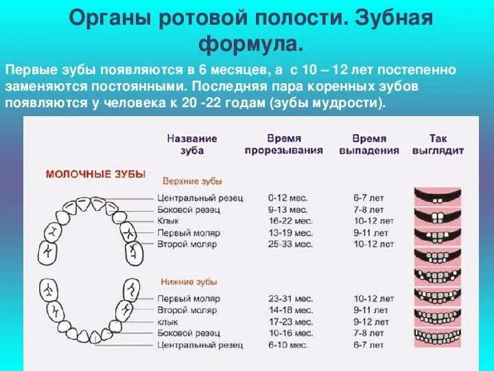 Во сколько лет выпадают все молочные зубы. Во сколько лет выпадают все молочные зубы