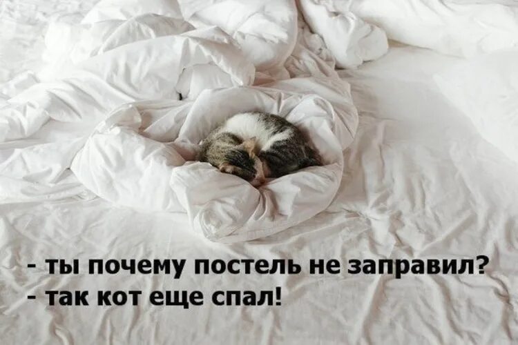 Не заправленная сыном постель. Приколы в постели. Кот заправляет постель. Постель не заправлена. Застели кровать приколы.