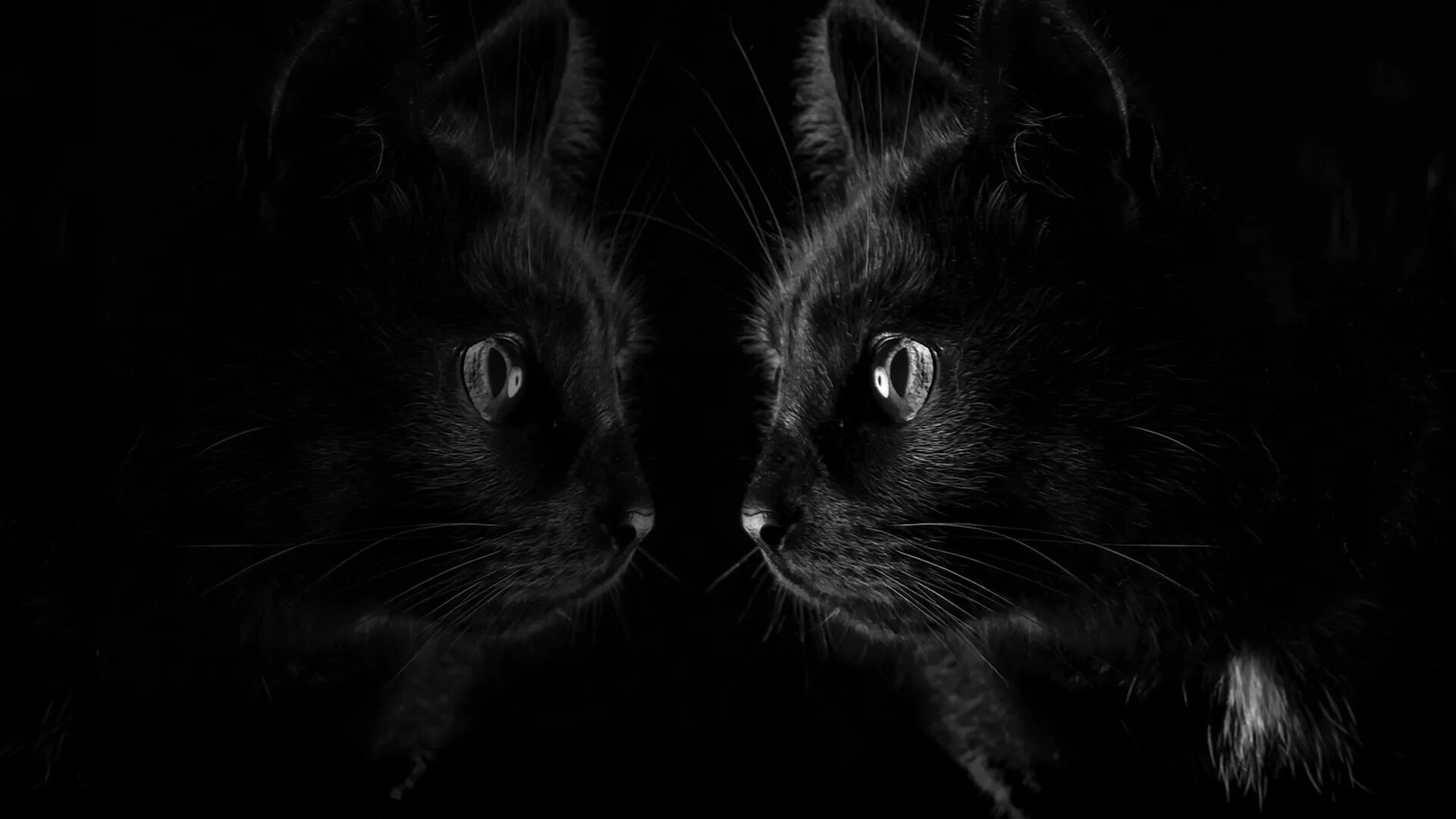Обои темные черные. Черная кошка. Черное на черном фоне. Черная кошка обои. Черная кошка на черном фоне.