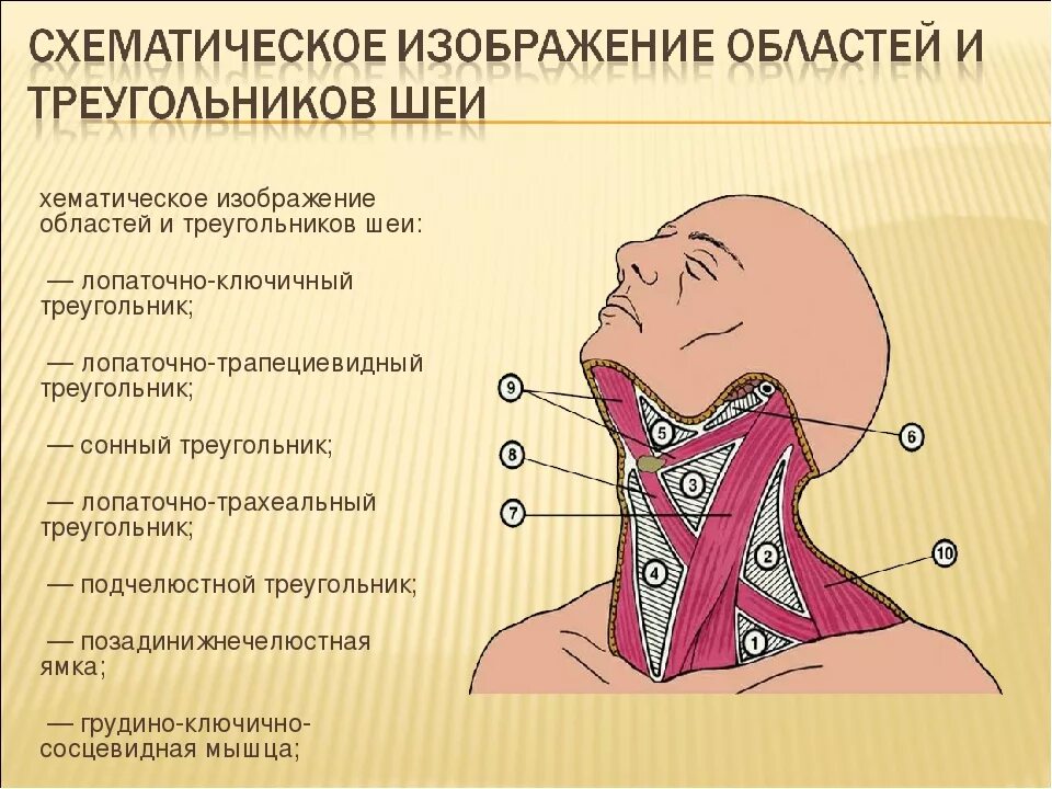 Где расположена верхнее. Треугольники шеи топографическая анатомия. Наружный треугольник шеи топографическая анатомия. Треугольники латеральной области шеи. Надключичный треугольник шеи.