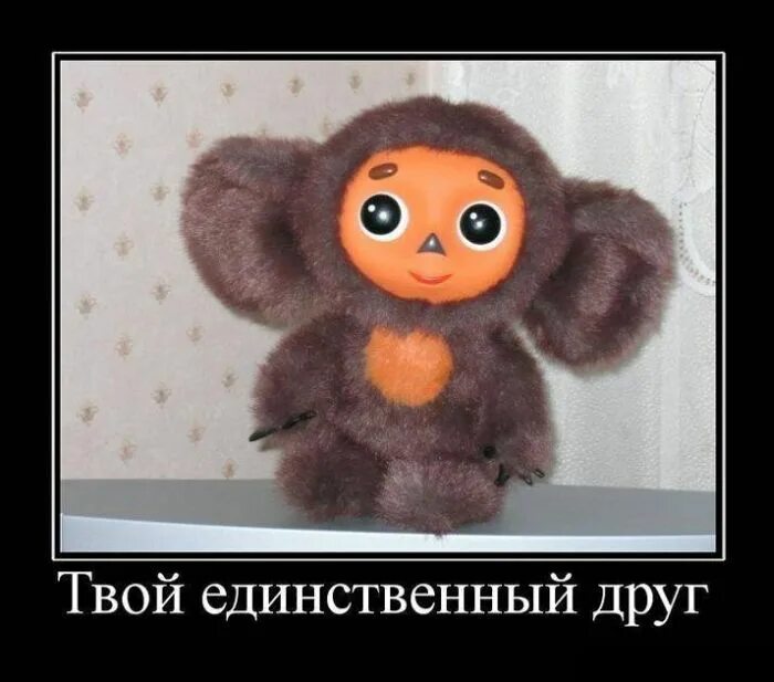 Кот нашел друга