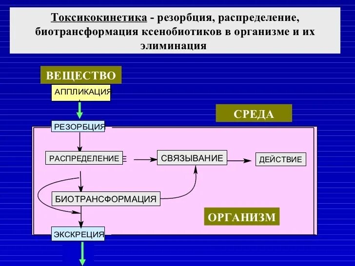 Процесс резорбции