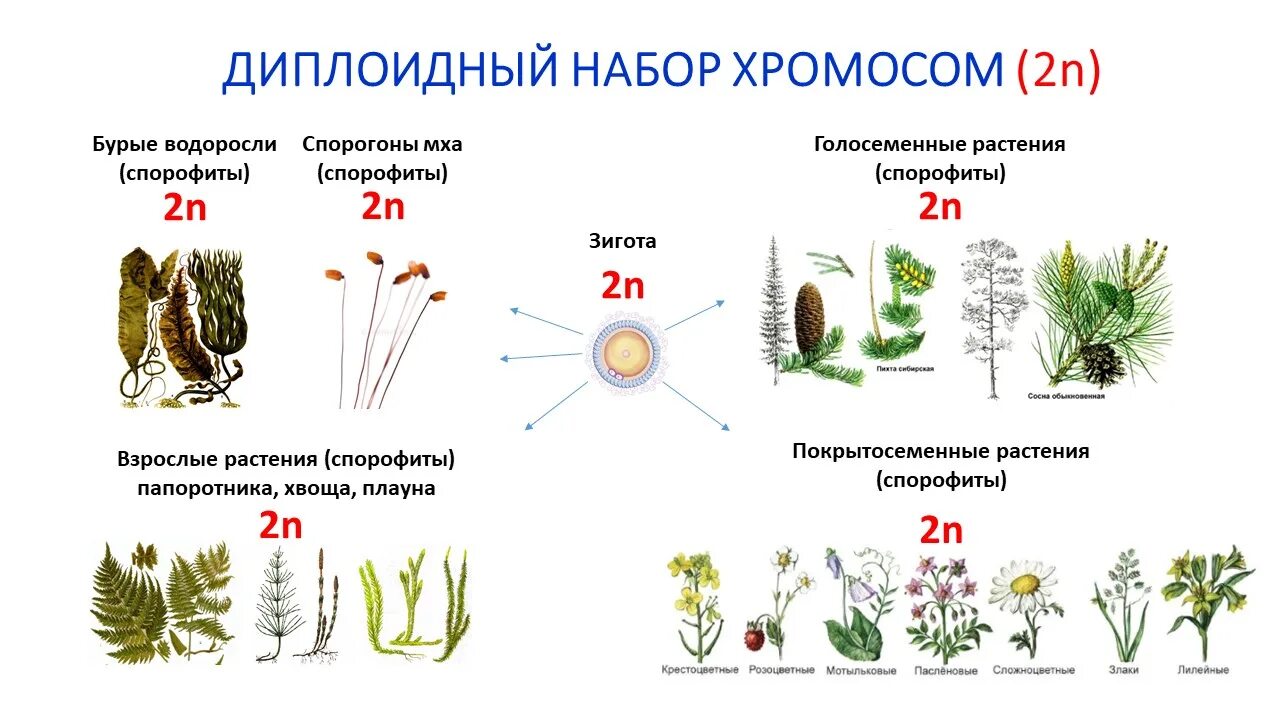 Сколько хромосом в клетках спорофита