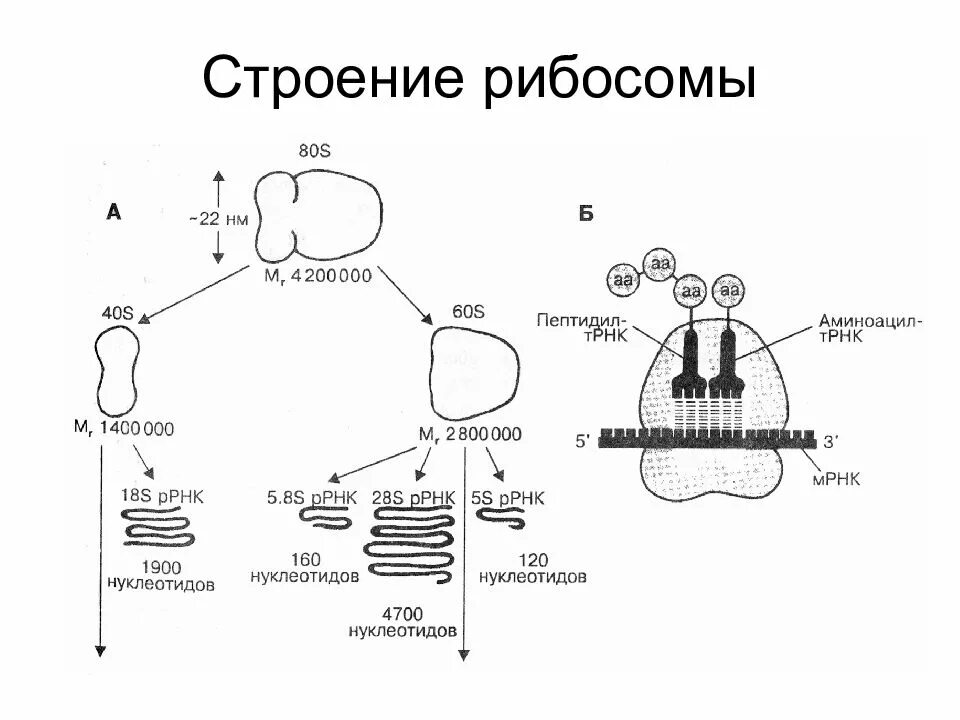 Молекула органического вещества эукариотической клетки. Строение малой субъединицы рибосом. Строение рибосомы субъединицы. Структура рибосом прокариот. Строение, структура, функции рибосом..