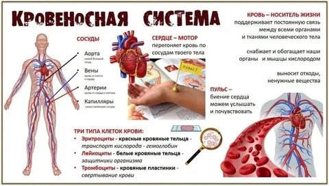 Объясните почему организм считают основным носителем жизни