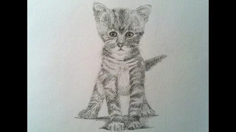 Покажи картинку нарисованных котят