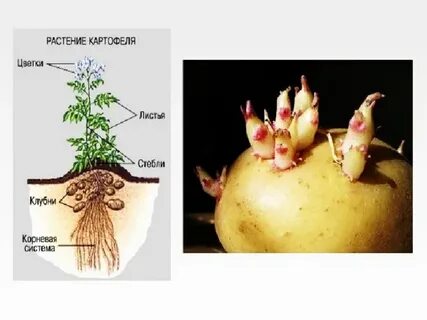 Клубень это орган растения