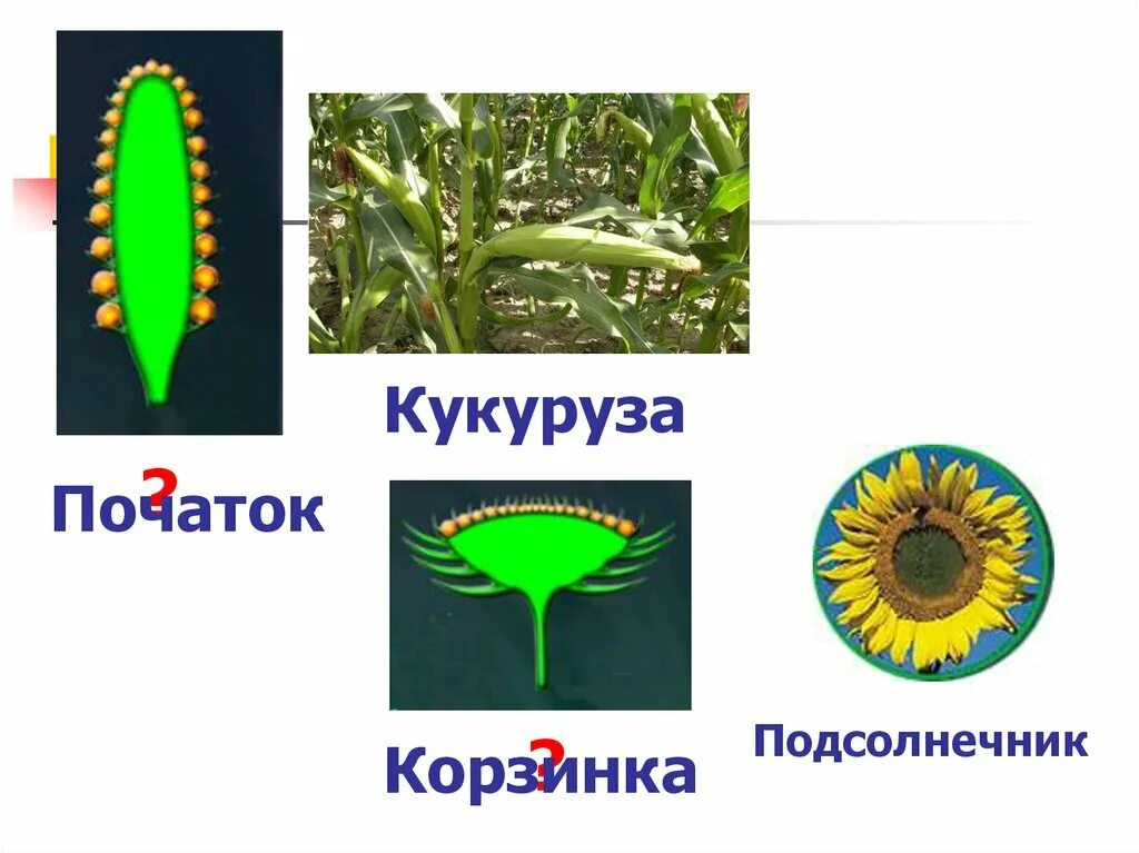 Подсолнечник вид соцветия. Вид соцветия початок. Соцветие корзинка. Вид соцветия кукурузы.