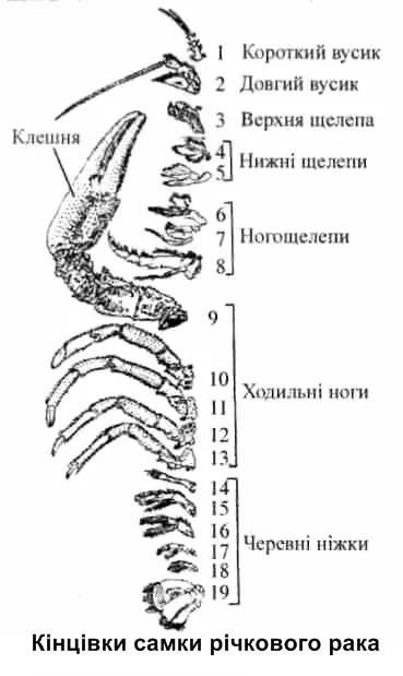 Сколько ног у рака. Какой Тип членистоногих имеет 4 пары ходильных ног. Мормыш сколько ходильных конечностей.