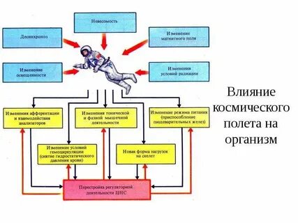 Невесомость влияние