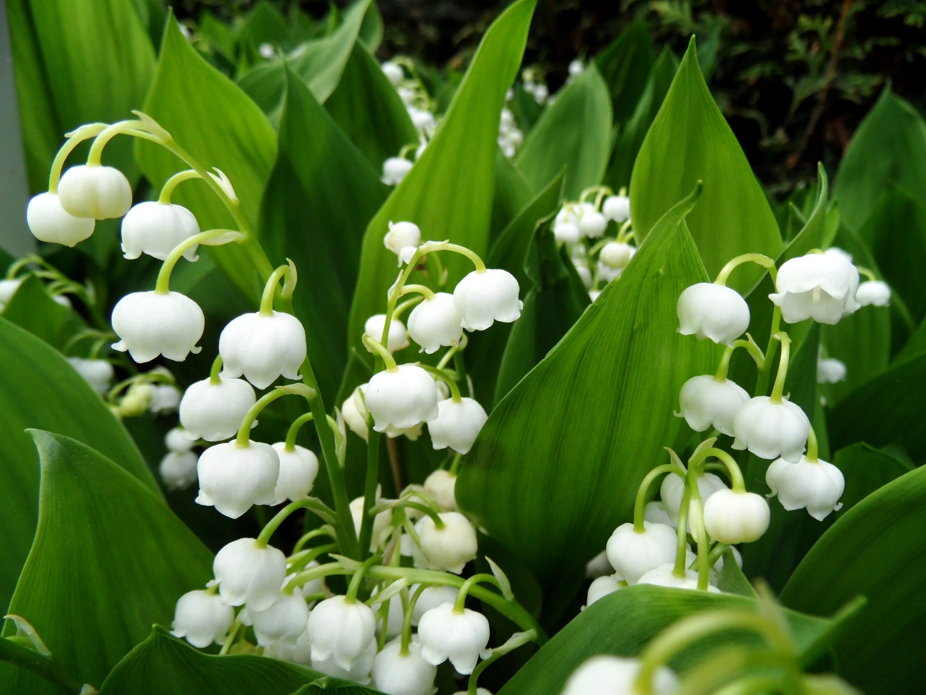 ландыш горный convallaria montana. леандр ландыши. ландыш майский ядовитый. цвет ландыша фото. ландыш hofheim.