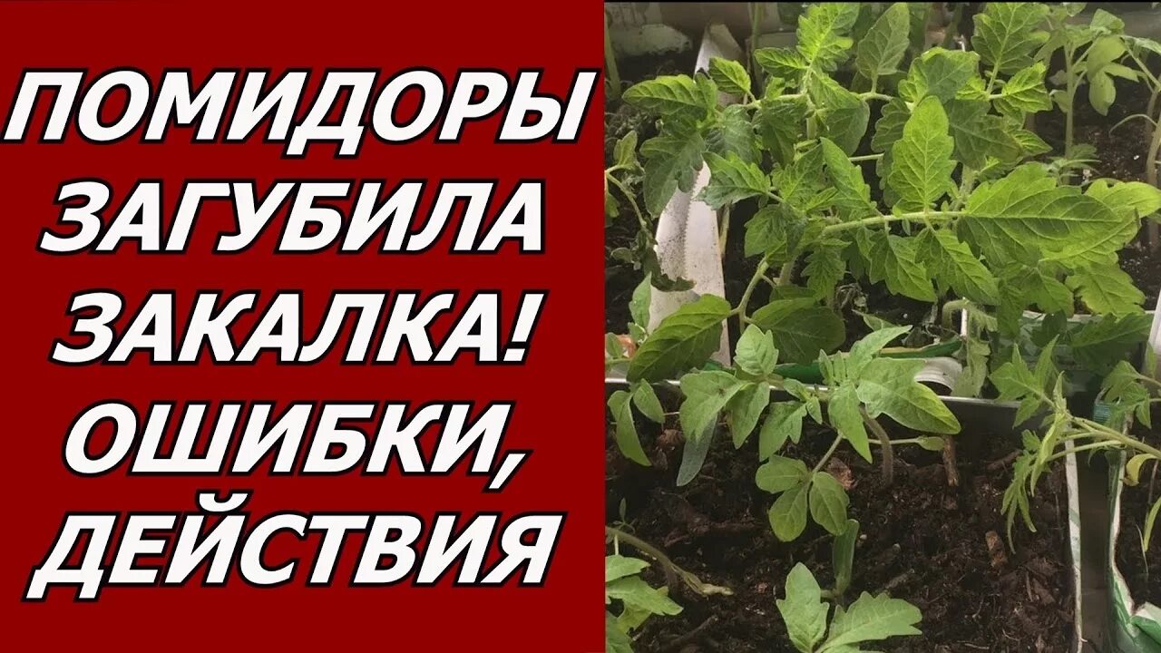 Закалка рассады томатов. Антистресс для рассады помидор. Рассада помидор закаливание. Закалять рассаду помидор температура.