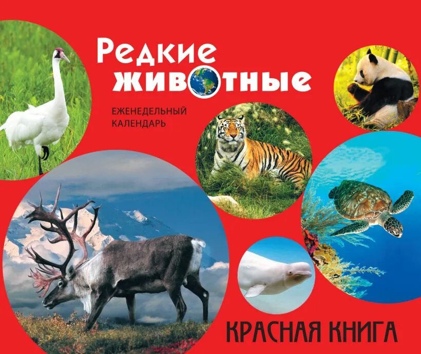 Книга animals animals. Красная книга. Красная книга для детей. Красная книга обложка.