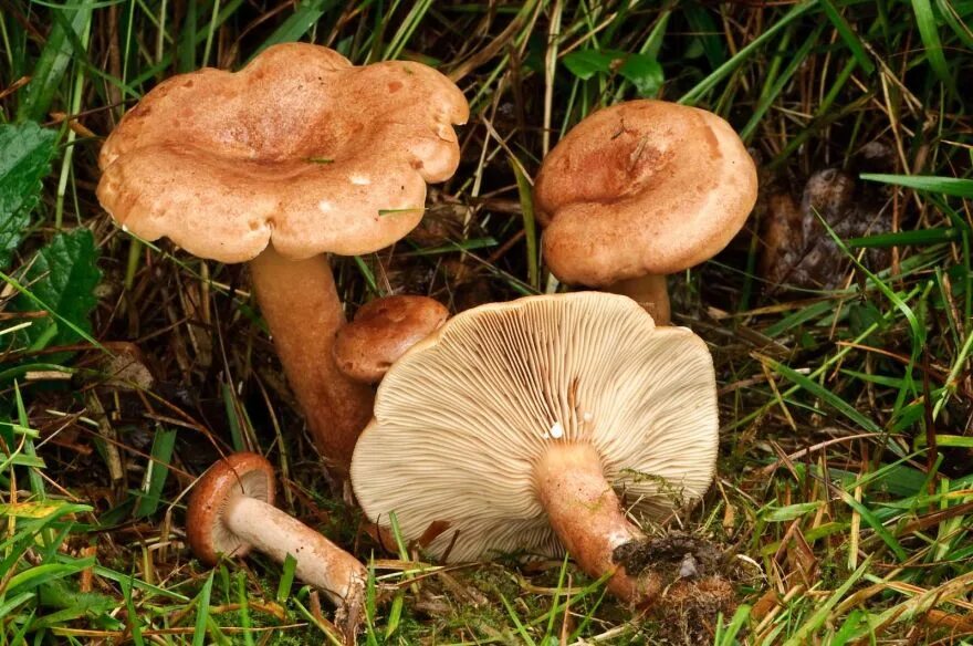 Млечник неедкий гриб. Млечник дубовый lactarius quietus. Млечник дубовый гриб. Млечник дубовый гриб. Млечник бертиллона.
