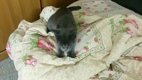 Почему коты топчут одеяло