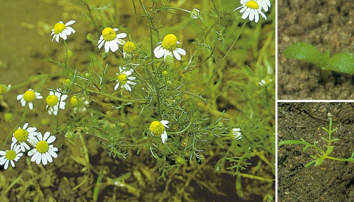 Ромашка (трехреберник) непахучая. Matricaria chamomilla. Chamomilla recutita. Особенности строения ромашки аптечной. Сложноцветные ромашка аптечная.