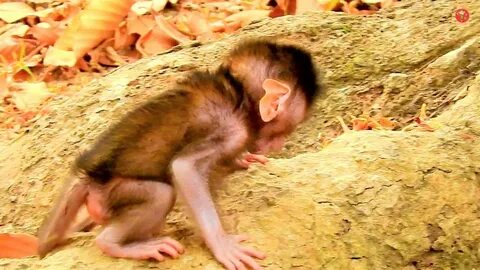 Baby monkey videos