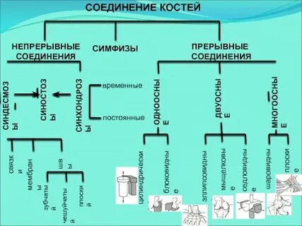 Соединение костей прерывное непрерывное