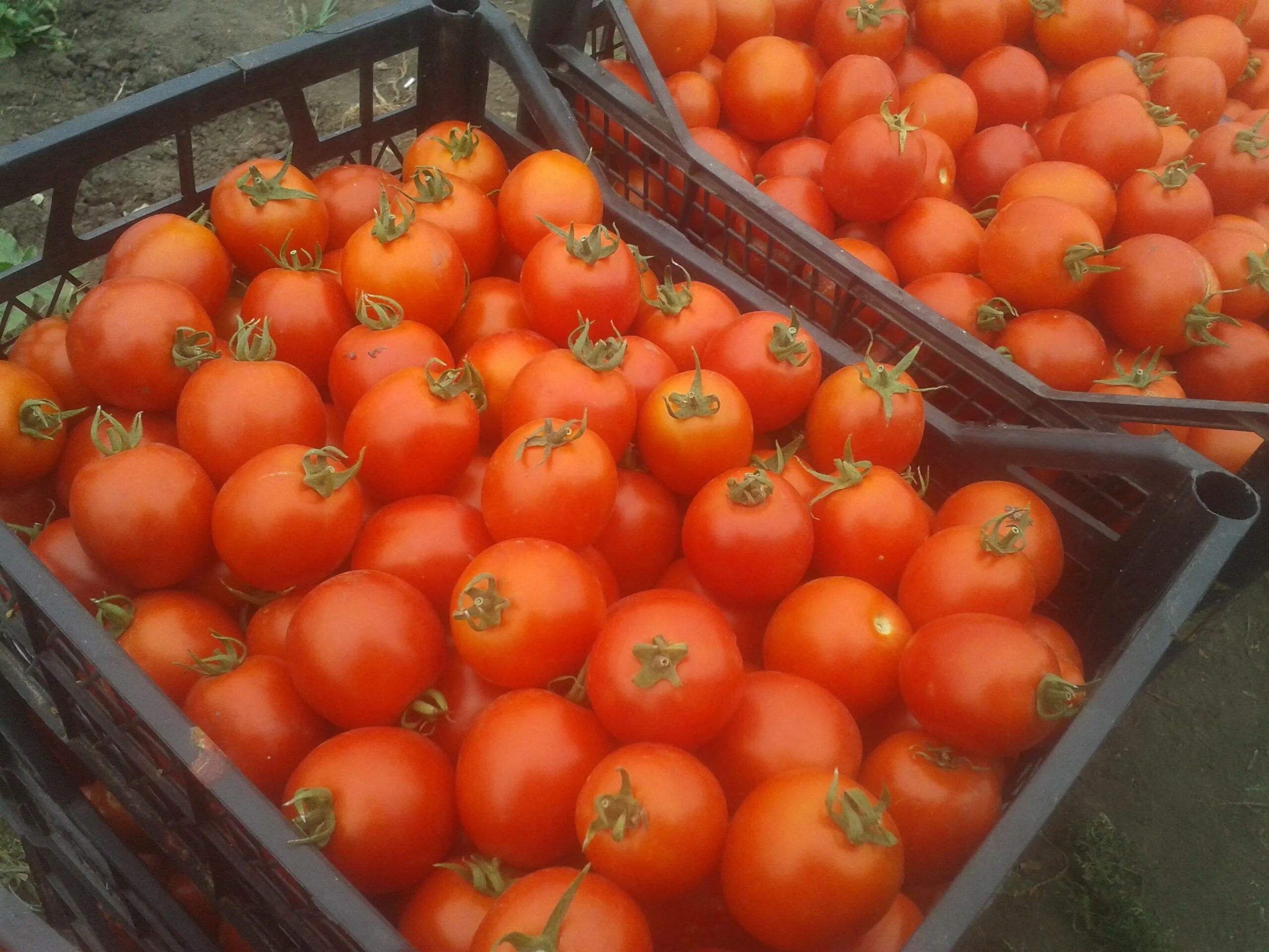 Урожайность томата бобкат. Томат Бобкат ф1. Помидор Бобкат f1. Семена томат Бобкат f1. Бобкат f1 томат характеристика.