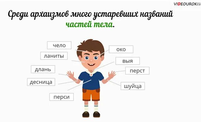 Архаизмы части тела. Устаревшие части тела человека. Архаизмы названия частей тела человека. Устаревшие названия частей тела и лица.