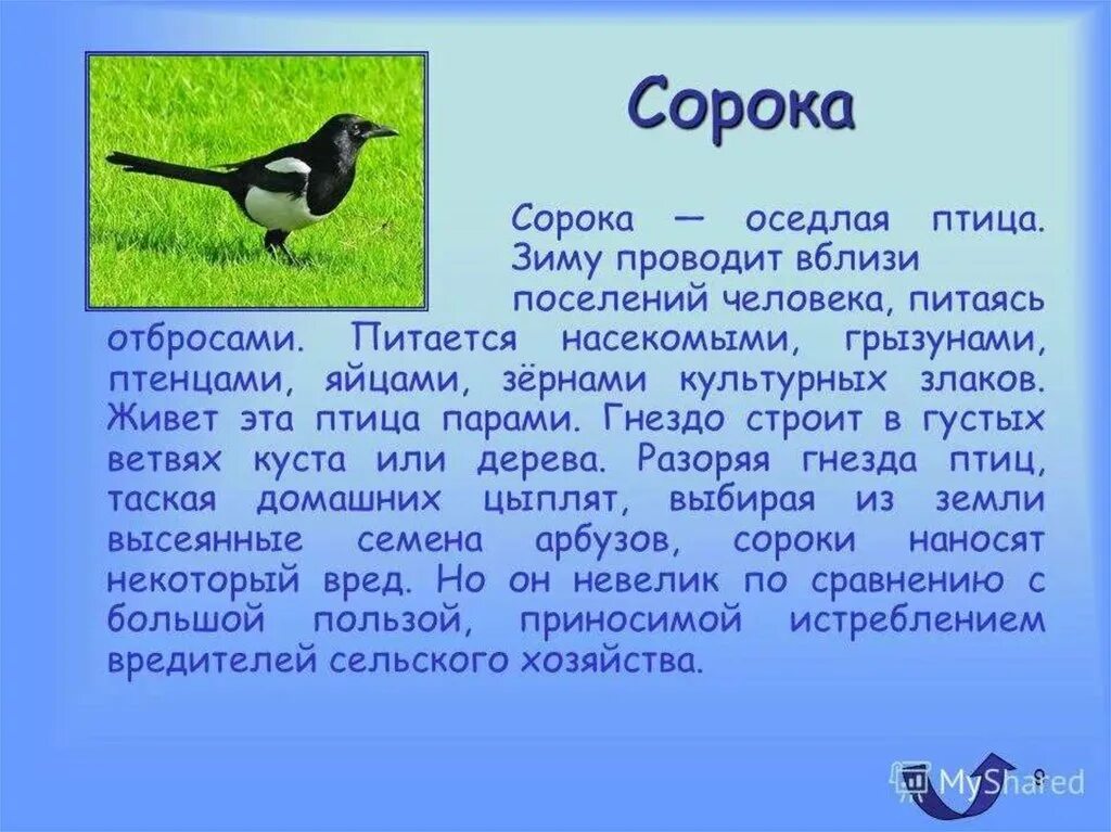 Какое чувство вызвала у тебя сорока выскочка. Рассказ о птицах. Сообщение о птицах. Сообщение о Птичке. Описание птиц.