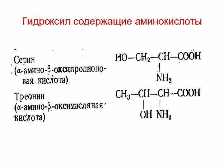 Аминокислоты с гидроксильной группой. Аминокислоты содержащие гидроксильную группу. Гидроксигруппу содержат аминокислоты. Аминокислоты с гидроксильной группой в радикале. Укажите гидроксильную группу