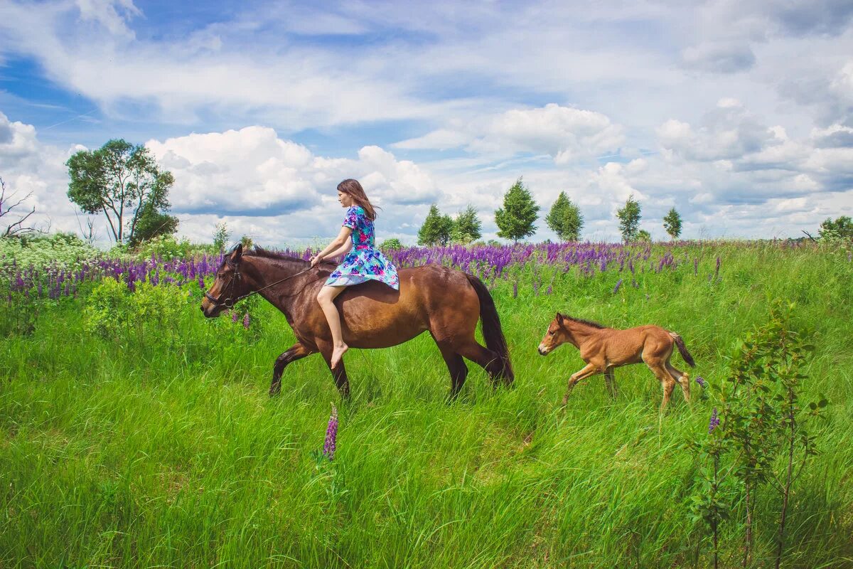 Прогулка на лошадях. Прогулка на лошадях в поле. Лошади летом. Катание на лошади в поле. Конные прогулки дон