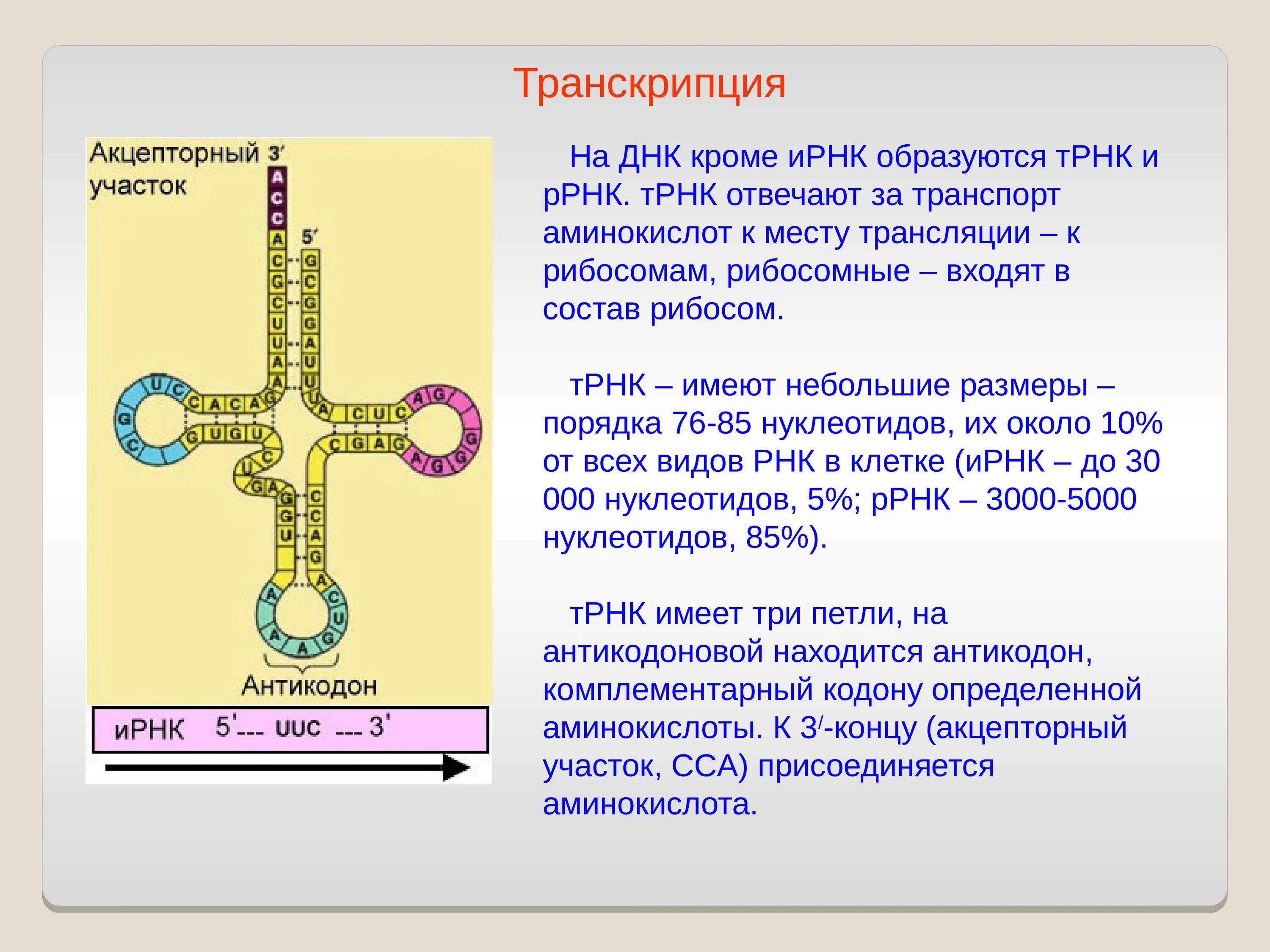 ДНК РНК ТРНК. ДНК В Т РНК. Строение ТРНК. ТРНК И ИРНК. И рнк образуется в