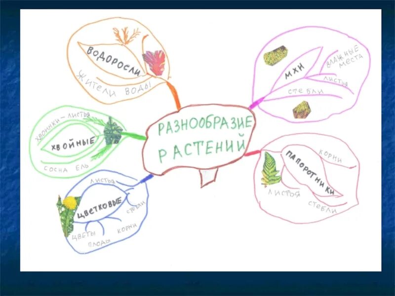 Интеллект карта. Интеллектуальная карта по растениям. Ментальная карта по биологии. Ментальная карта по растениям.