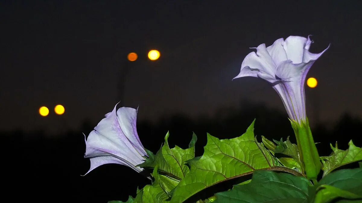 Работа ночь цветы. Цветок дурман ночная красавица. Южный дурман цветок. Дурман белый. Дурман метельчатый балерина.