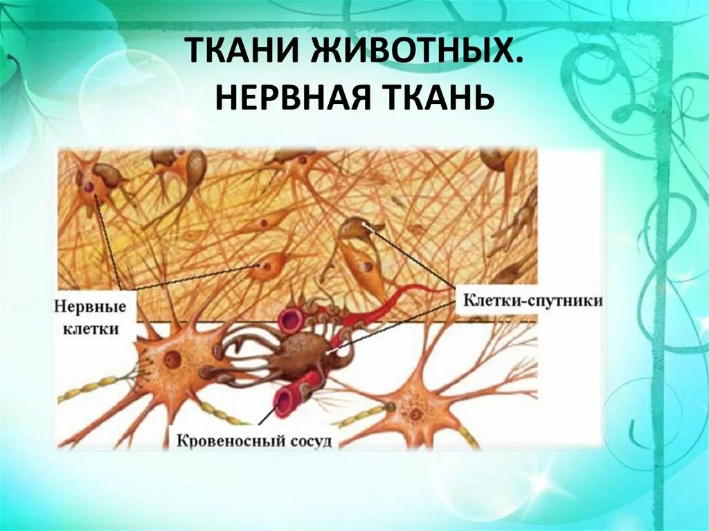 Какие органы образует нервная ткань. Строение нервной ткани животных. Нервная ткань животных строение и функции. Нервная ткань животного. Клетки нервной ткани животных.