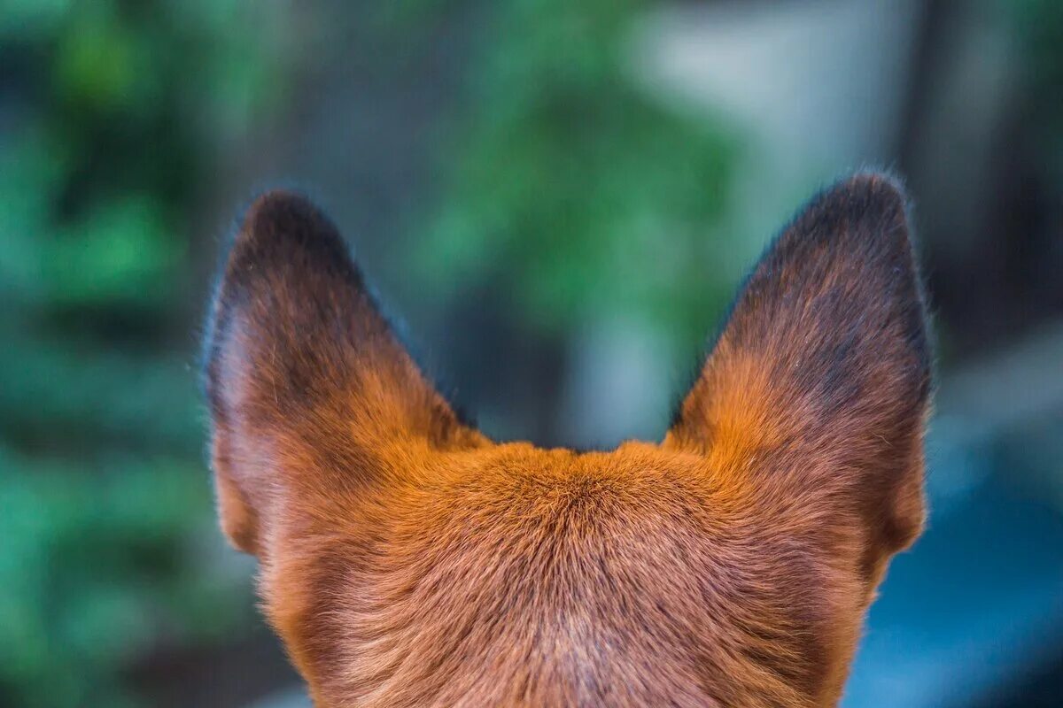 Уши животных. Лисьи уши. Уши лисы. Чуткие ушки зверька ловят сигнал определить